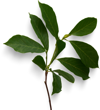 Isolated Cutout PNG
